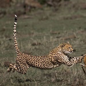 Meet your Posher, Eddie